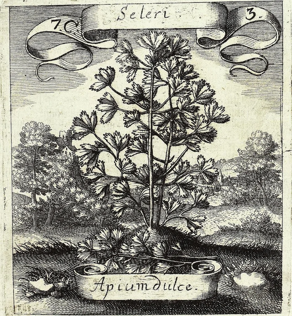 An illustration from Viridarium Reformatum, Seu Regnum Vegetabile, Das ist: Neu-eingerichtetes und Vollständiges Kräuter-Buch: Worinnen auff noch nicht geschehene Weise Derer Vegetabilien, als Kräutern, Sträuchen, Bäumen, Bluhmen und anderer Erd-Gewachsen Art, Krafft und Würckung dergestalt beschrieben werden, daß man dieses Werck statt einer Botanischen Bibliothec haben ... kan, 1719, leaf 307