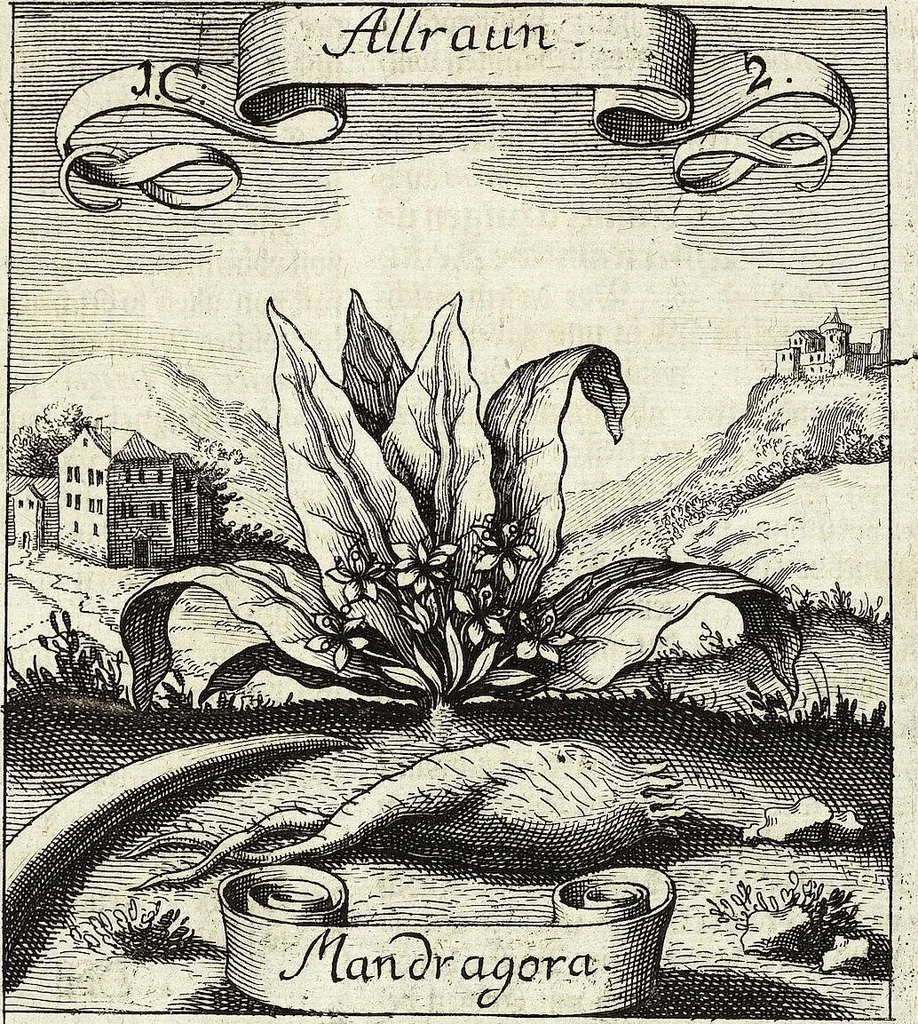 An illustration from Viridarium Reformatum, Seu Regnum Vegetabile, Das ist: Neu-eingerichtetes und Vollständiges Kräuter-Buch: Worinnen auff noch nicht geschehene Weise Derer Vegetabilien, als Kräutern, Sträuchen, Bäumen, Bluhmen und anderer Erd-Gewachsen Art, Krafft und Würckung dergestalt beschrieben werden, daß man dieses Werck statt einer Botanischen Bibliothec haben ... kan, 1719, leaf 31