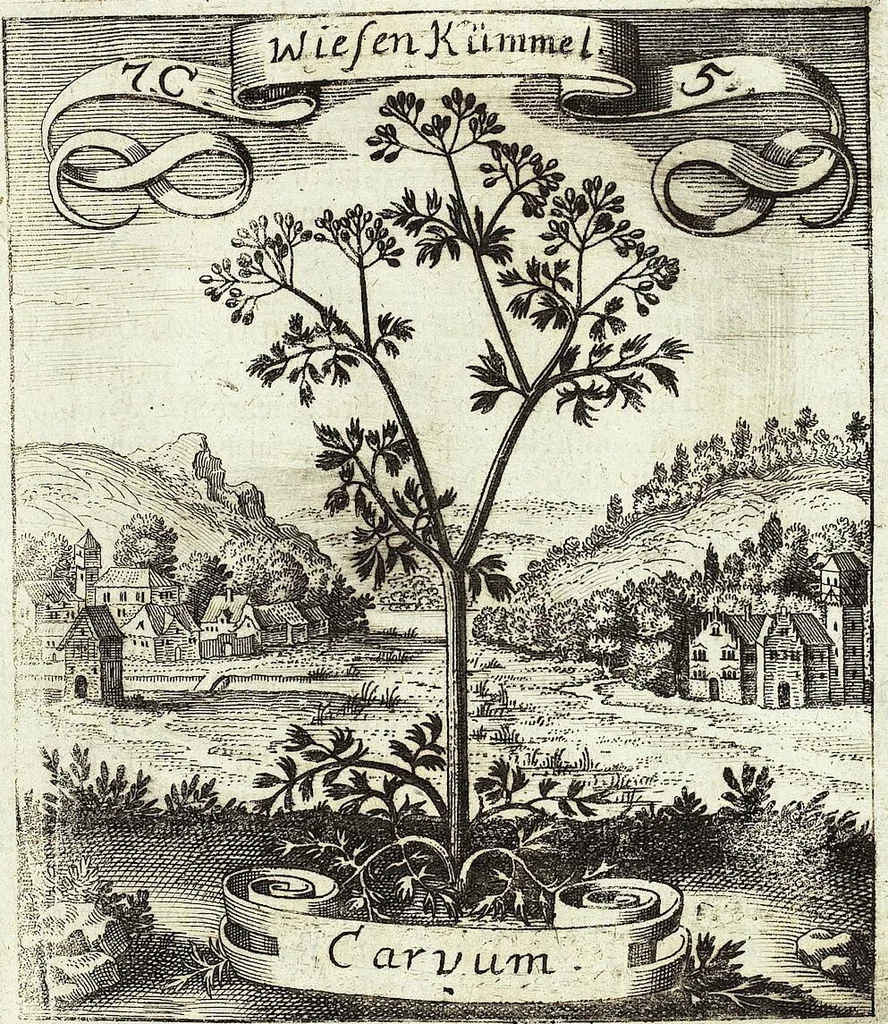 An illustration from Viridarium Reformatum, Seu Regnum Vegetabile, Das ist: Neu-eingerichtetes und Vollständiges Kräuter-Buch: Worinnen auff noch nicht geschehene Weise Derer Vegetabilien, als Kräutern, Sträuchen, Bäumen, Bluhmen und anderer Erd-Gewachsen Art, Krafft und Würckung dergestalt beschrieben werden, daß man dieses Werck statt einer Botanischen Bibliothec haben ... kan, 1719, leaf 311