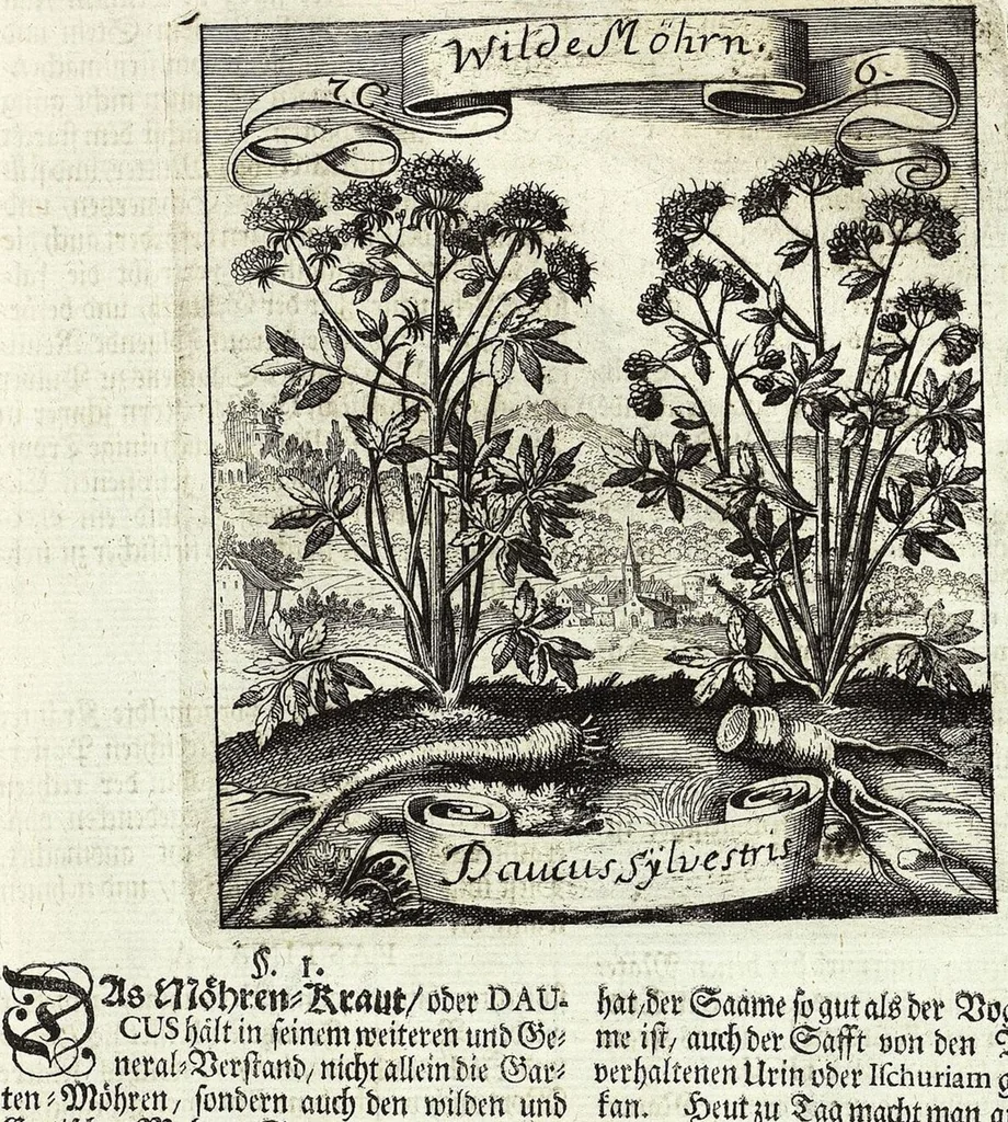 An illustration from Viridarium Reformatum, Seu Regnum Vegetabile, Das ist: Neu-eingerichtetes und Vollständiges Kräuter-Buch: Worinnen auff noch nicht geschehene Weise Derer Vegetabilien, als Kräutern, Sträuchen, Bäumen, Bluhmen und anderer Erd-Gewachsen Art, Krafft und Würckung dergestalt beschrieben werden, daß man dieses Werck statt einer Botanischen Bibliothec haben ... kan, 1719, leaf 313