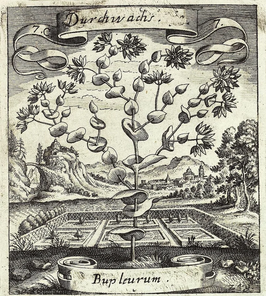 An illustration from Viridarium Reformatum, Seu Regnum Vegetabile, Das ist: Neu-eingerichtetes und Vollständiges Kräuter-Buch: Worinnen auff noch nicht geschehene Weise Derer Vegetabilien, als Kräutern, Sträuchen, Bäumen, Bluhmen und anderer Erd-Gewachsen Art, Krafft und Würckung dergestalt beschrieben werden, daß man dieses Werck statt einer Botanischen Bibliothec haben ... kan, 1719, leaf 317