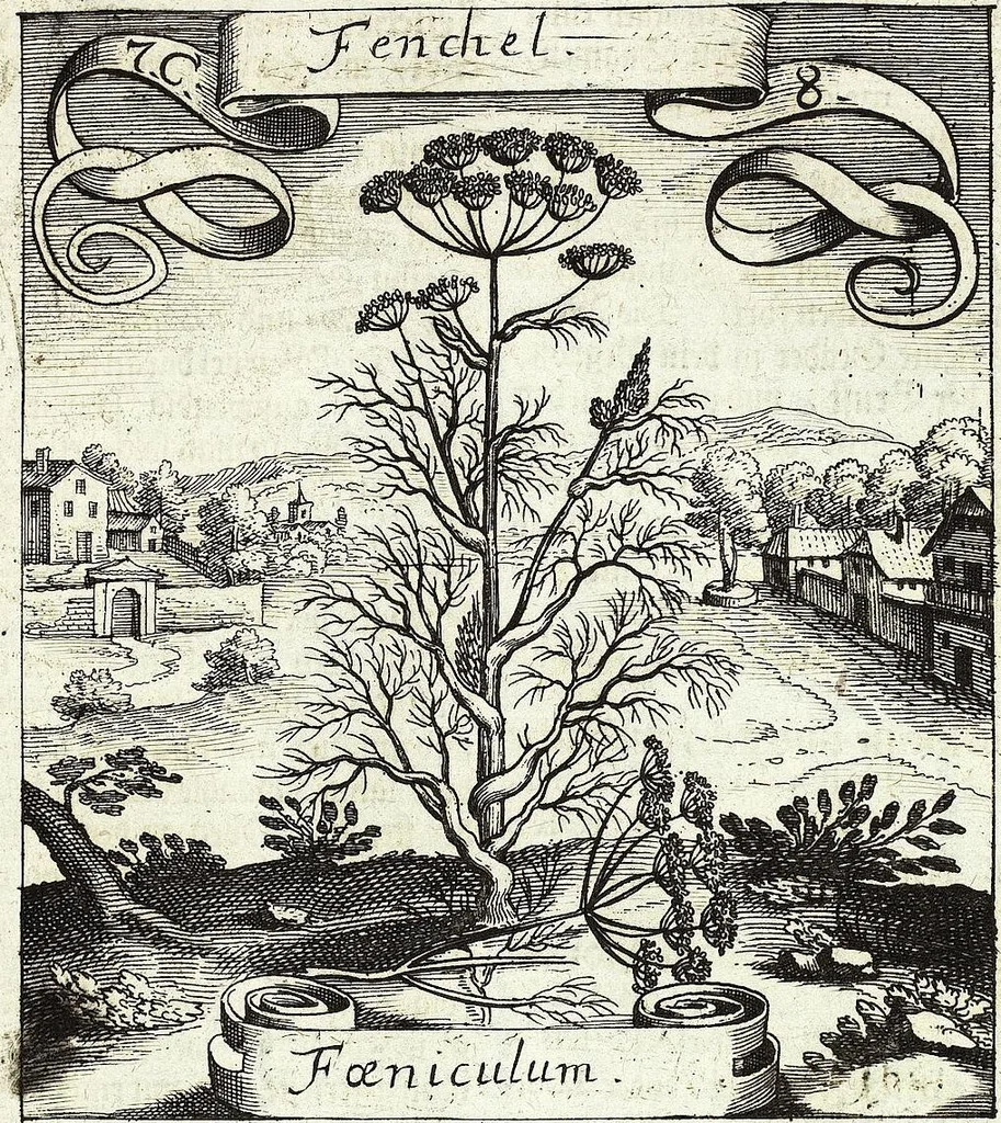 An illustration from Viridarium Reformatum, Seu Regnum Vegetabile, Das ist: Neu-eingerichtetes und Vollständiges Kräuter-Buch: Worinnen auff noch nicht geschehene Weise Derer Vegetabilien, als Kräutern, Sträuchen, Bäumen, Bluhmen und anderer Erd-Gewachsen Art, Krafft und Würckung dergestalt beschrieben werden, daß man dieses Werck statt einer Botanischen Bibliothec haben ... kan, 1719, leaf 319