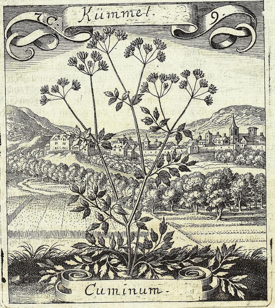 An illustration from Viridarium Reformatum, Seu Regnum Vegetabile, Das ist: Neu-eingerichtetes und Vollständiges Kräuter-Buch: Worinnen auff noch nicht geschehene Weise Derer Vegetabilien, als Kräutern, Sträuchen, Bäumen, Bluhmen und anderer Erd-Gewachsen Art, Krafft und Würckung dergestalt beschrieben werden, daß man dieses Werck statt einer Botanischen Bibliothec haben ... kan, 1719, leaf 321