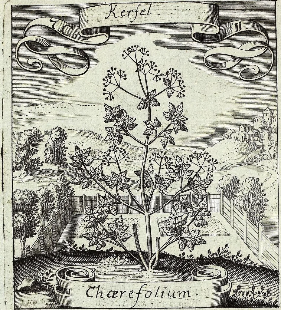 An illustration from Viridarium Reformatum, Seu Regnum Vegetabile, Das ist: Neu-eingerichtetes und Vollständiges Kräuter-Buch: Worinnen auff noch nicht geschehene Weise Derer Vegetabilien, als Kräutern, Sträuchen, Bäumen, Bluhmen und anderer Erd-Gewachsen Art, Krafft und Würckung dergestalt beschrieben werden, daß man dieses Werck statt einer Botanischen Bibliothec haben ... kan, 1719, leaf 326