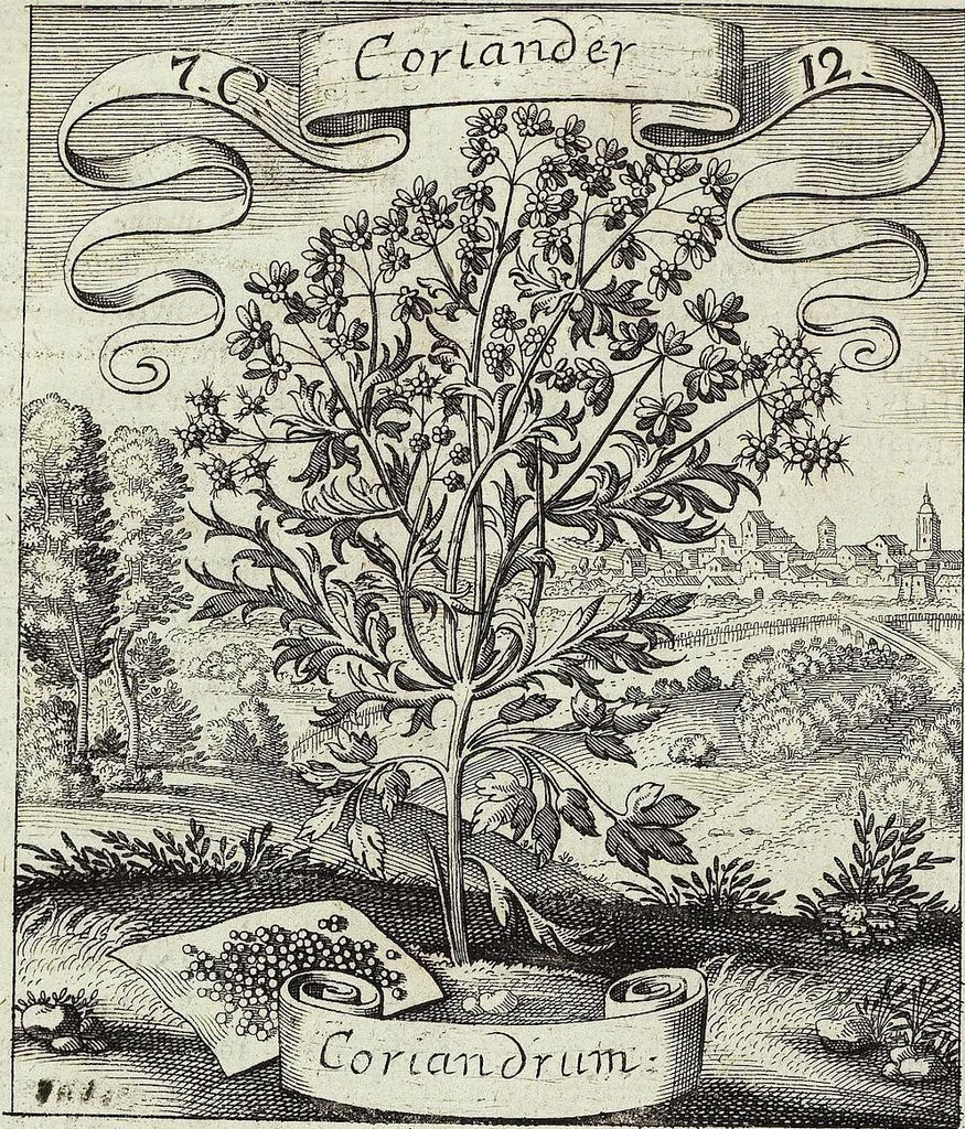 An illustration from Viridarium Reformatum, Seu Regnum Vegetabile, Das ist: Neu-eingerichtetes und Vollständiges Kräuter-Buch: Worinnen auff noch nicht geschehene Weise Derer Vegetabilien, als Kräutern, Sträuchen, Bäumen, Bluhmen und anderer Erd-Gewachsen Art, Krafft und Würckung dergestalt beschrieben werden, daß man dieses Werck statt einer Botanischen Bibliothec haben ... kan, 1719, leaf 328