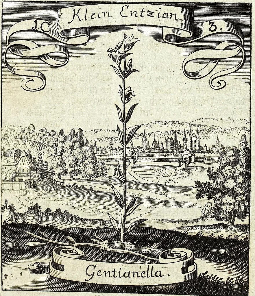 An illustration from Viridarium Reformatum, Seu Regnum Vegetabile, Das ist: Neu-eingerichtetes und Vollständiges Kräuter-Buch: Worinnen auff noch nicht geschehene Weise Derer Vegetabilien, als Kräutern, Sträuchen, Bäumen, Bluhmen und anderer Erd-Gewachsen Art, Krafft und Würckung dergestalt beschrieben werden, daß man dieses Werck statt einer Botanischen Bibliothec haben ... kan, 1719, leaf 33