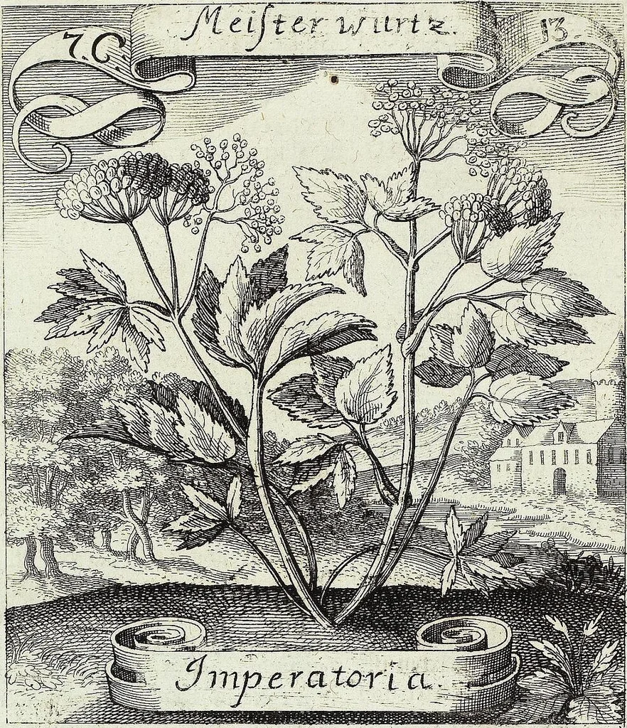 An illustration from Viridarium Reformatum, Seu Regnum Vegetabile, Das ist: Neu-eingerichtetes und Vollständiges Kräuter-Buch: Worinnen auff noch nicht geschehene Weise Derer Vegetabilien, als Kräutern, Sträuchen, Bäumen, Bluhmen und anderer Erd-Gewachsen Art, Krafft und Würckung dergestalt beschrieben werden, daß man dieses Werck statt einer Botanischen Bibliothec haben ... kan, 1719, leaf 330