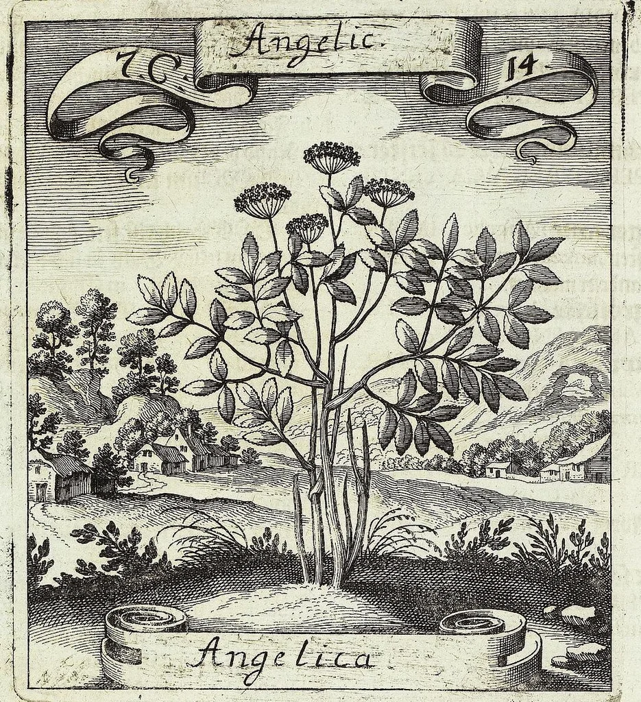 An illustration from Viridarium Reformatum, Seu Regnum Vegetabile, Das ist: Neu-eingerichtetes und Vollständiges Kräuter-Buch: Worinnen auff noch nicht geschehene Weise Derer Vegetabilien, als Kräutern, Sträuchen, Bäumen, Bluhmen und anderer Erd-Gewachsen Art, Krafft und Würckung dergestalt beschrieben werden, daß man dieses Werck statt einer Botanischen Bibliothec haben ... kan, 1719, leaf 332