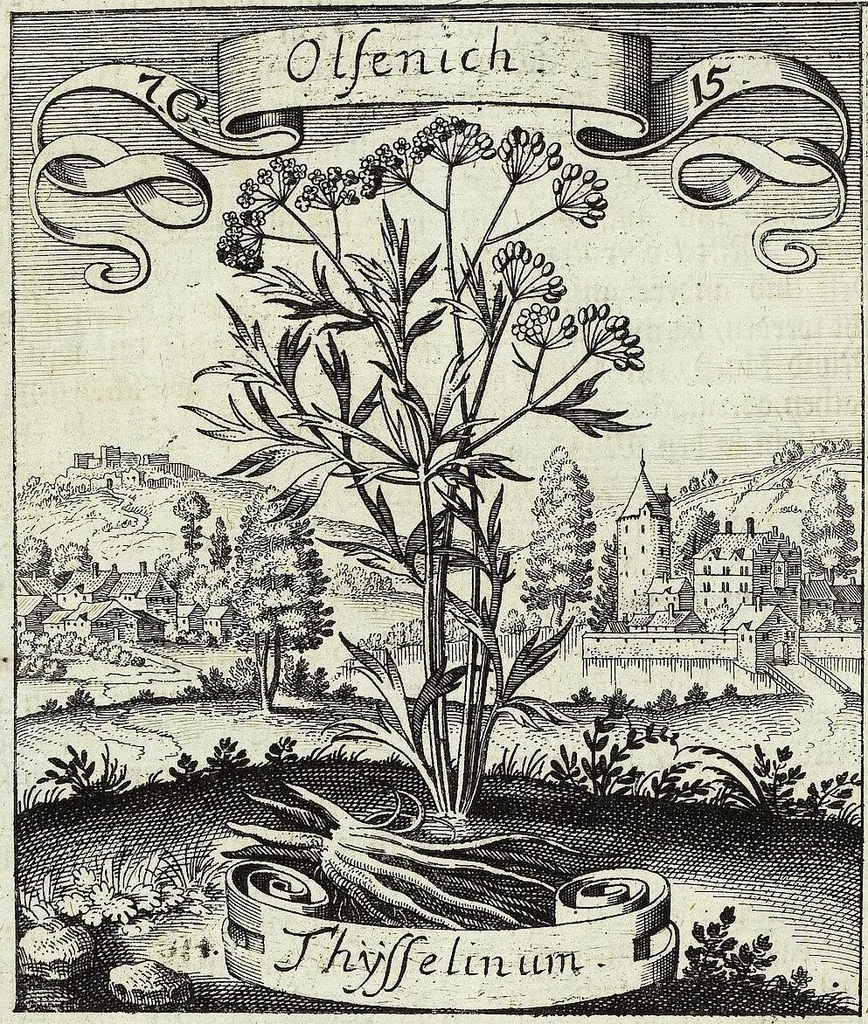 An illustration from Viridarium Reformatum, Seu Regnum Vegetabile, Das ist: Neu-eingerichtetes und Vollständiges Kräuter-Buch: Worinnen auff noch nicht geschehene Weise Derer Vegetabilien, als Kräutern, Sträuchen, Bäumen, Bluhmen und anderer Erd-Gewachsen Art, Krafft und Würckung dergestalt beschrieben werden, daß man dieses Werck statt einer Botanischen Bibliothec haben ... kan, 1719, leaf 334