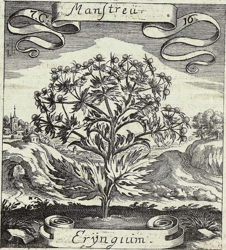 An illustration from Viridarium Reformatum, Seu Regnum Vegetabile, Das ist: Neu-eingerichtetes und Vollständiges Kräuter-Buch: Worinnen auff noch nicht geschehene Weise Derer Vegetabilien, als Kräutern, Sträuchen, Bäumen, Bluhmen und anderer Erd-Gewachsen Art, Krafft und Würckung dergestalt beschrieben werden, daß man dieses Werck statt einer Botanischen Bibliothec haben ... kan, 1719, leaf 336