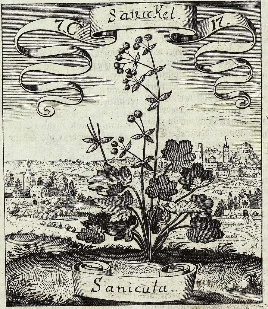 An illustration from Viridarium Reformatum, Seu Regnum Vegetabile, Das ist: Neu-eingerichtetes und Vollständiges Kräuter-Buch: Worinnen auff noch nicht geschehene Weise Derer Vegetabilien, als Kräutern, Sträuchen, Bäumen, Bluhmen und anderer Erd-Gewachsen Art, Krafft und Würckung dergestalt beschrieben werden, daß man dieses Werck statt einer Botanischen Bibliothec haben ... kan, 1719, leaf 338