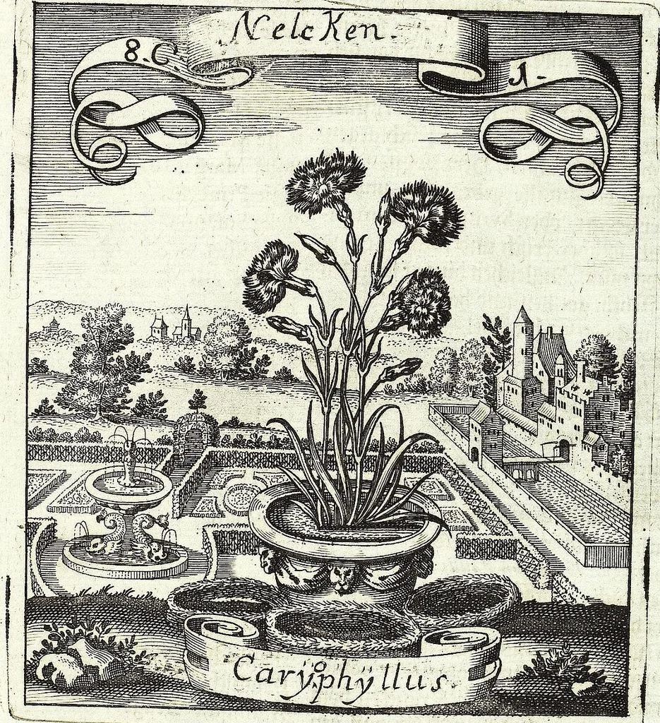 An illustration from Viridarium Reformatum, Seu Regnum Vegetabile, Das ist: Neu-eingerichtetes und Vollständiges Kräuter-Buch: Worinnen auff noch nicht geschehene Weise Derer Vegetabilien, als Kräutern, Sträuchen, Bäumen, Bluhmen und anderer Erd-Gewachsen Art, Krafft und Würckung dergestalt beschrieben werden, daß man dieses Werck statt einer Botanischen Bibliothec haben ... kan, 1719, leaf 341