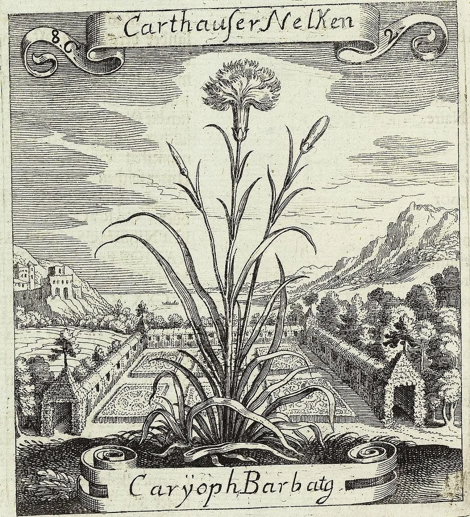 An illustration from Viridarium Reformatum, Seu Regnum Vegetabile, Das ist: Neu-eingerichtetes und Vollständiges Kräuter-Buch: Worinnen auff noch nicht geschehene Weise Derer Vegetabilien, als Kräutern, Sträuchen, Bäumen, Bluhmen und anderer Erd-Gewachsen Art, Krafft und Würckung dergestalt beschrieben werden, daß man dieses Werck statt einer Botanischen Bibliothec haben ... kan, 1719, leaf 344