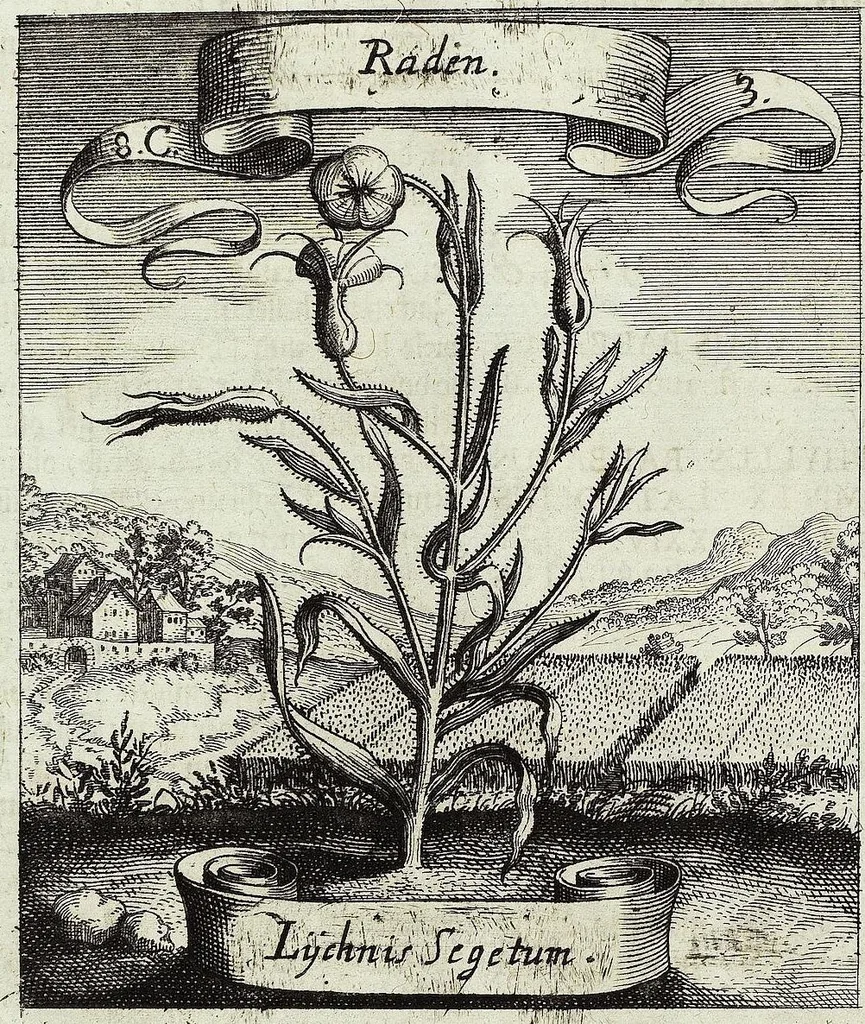 An illustration from Viridarium Reformatum, Seu Regnum Vegetabile, Das ist: Neu-eingerichtetes und Vollständiges Kräuter-Buch: Worinnen auff noch nicht geschehene Weise Derer Vegetabilien, als Kräutern, Sträuchen, Bäumen, Bluhmen und anderer Erd-Gewachsen Art, Krafft und Würckung dergestalt beschrieben werden, daß man dieses Werck statt einer Botanischen Bibliothec haben ... kan, 1719, leaf 346