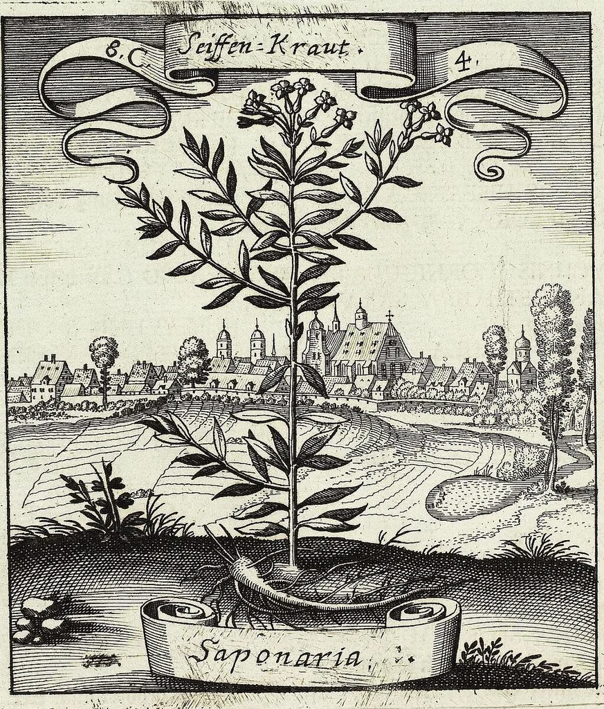 An illustration from Viridarium Reformatum, Seu Regnum Vegetabile, Das ist: Neu-eingerichtetes und Vollständiges Kräuter-Buch: Worinnen auff noch nicht geschehene Weise Derer Vegetabilien, als Kräutern, Sträuchen, Bäumen, Bluhmen und anderer Erd-Gewachsen Art, Krafft und Würckung dergestalt beschrieben werden, daß man dieses Werck statt einer Botanischen Bibliothec haben ... kan, 1719, leaf 348