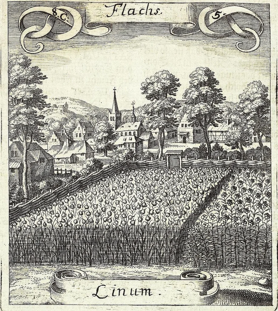 An illustration from Viridarium Reformatum, Seu Regnum Vegetabile, Das ist: Neu-eingerichtetes und Vollständiges Kräuter-Buch: Worinnen auff noch nicht geschehene Weise Derer Vegetabilien, als Kräutern, Sträuchen, Bäumen, Bluhmen und anderer Erd-Gewachsen Art, Krafft und Würckung dergestalt beschrieben werden, daß man dieses Werck statt einer Botanischen Bibliothec haben ... kan, 1719, leaf 351