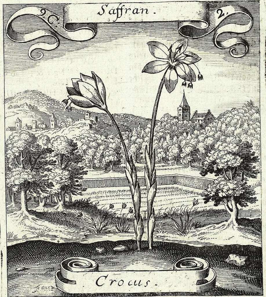An illustration from Viridarium Reformatum, Seu Regnum Vegetabile, Das ist: Neu-eingerichtetes und Vollständiges Kräuter-Buch: Worinnen auff noch nicht geschehene Weise Derer Vegetabilien, als Kräutern, Sträuchen, Bäumen, Bluhmen und anderer Erd-Gewachsen Art, Krafft und Würckung dergestalt beschrieben werden, daß man dieses Werck statt einer Botanischen Bibliothec haben ... kan, 1719, leaf 359