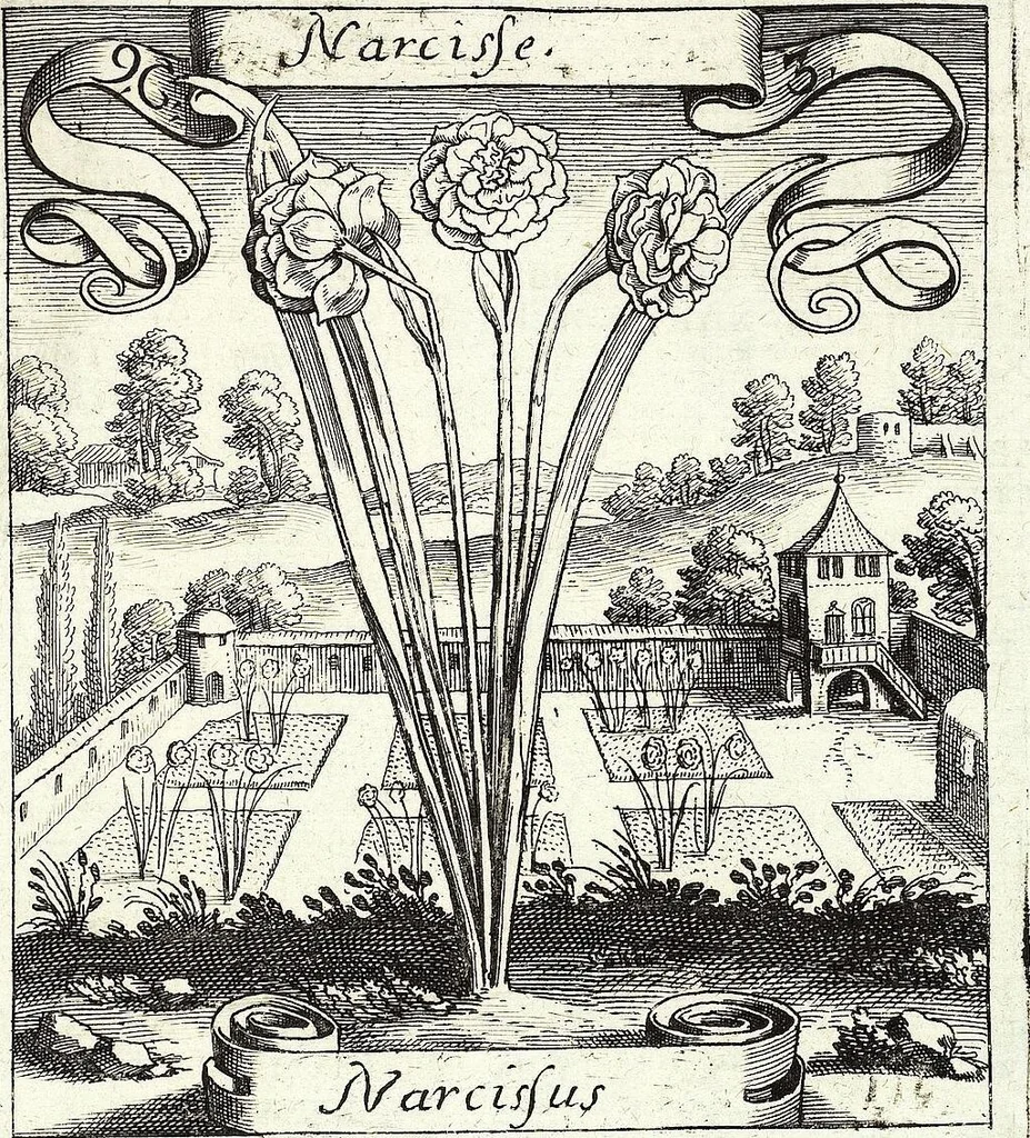 An illustration from Viridarium Reformatum, Seu Regnum Vegetabile, Das ist: Neu-eingerichtetes und Vollständiges Kräuter-Buch: Worinnen auff noch nicht geschehene Weise Derer Vegetabilien, als Kräutern, Sträuchen, Bäumen, Bluhmen und anderer Erd-Gewachsen Art, Krafft und Würckung dergestalt beschrieben werden, daß man dieses Werck statt einer Botanischen Bibliothec haben ... kan, 1719, leaf 363