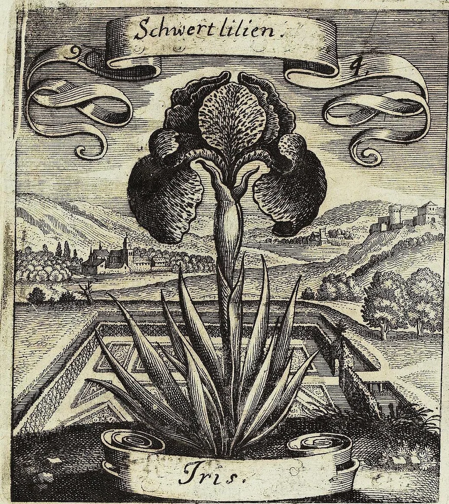 An illustration from Viridarium Reformatum, Seu Regnum Vegetabile, Das ist: Neu-eingerichtetes und Vollständiges Kräuter-Buch: Worinnen auff noch nicht geschehene Weise Derer Vegetabilien, als Kräutern, Sträuchen, Bäumen, Bluhmen und anderer Erd-Gewachsen Art, Krafft und Würckung dergestalt beschrieben werden, daß man dieses Werck statt einer Botanischen Bibliothec haben ... kan, 1719, leaf 368