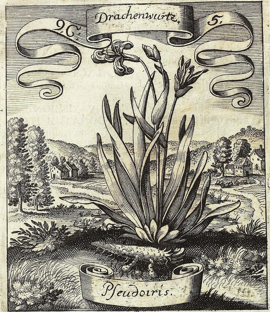 An illustration from Viridarium Reformatum, Seu Regnum Vegetabile, Das ist: Neu-eingerichtetes und Vollständiges Kräuter-Buch: Worinnen auff noch nicht geschehene Weise Derer Vegetabilien, als Kräutern, Sträuchen, Bäumen, Bluhmen und anderer Erd-Gewachsen Art, Krafft und Würckung dergestalt beschrieben werden, daß man dieses Werck statt einer Botanischen Bibliothec haben ... kan, 1719, leaf 371