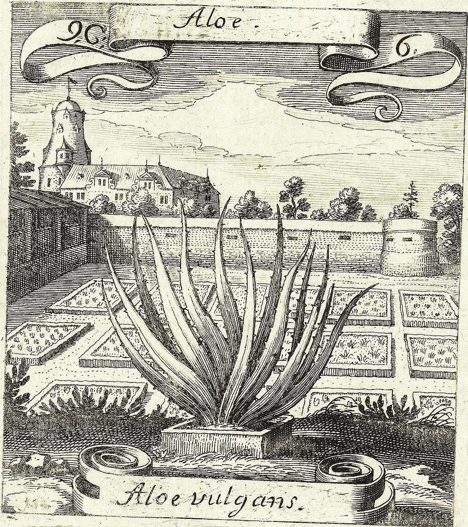 An illustration from Viridarium Reformatum, Seu Regnum Vegetabile, Das ist: Neu-eingerichtetes und Vollständiges Kräuter-Buch: Worinnen auff noch nicht geschehene Weise Derer Vegetabilien, als Kräutern, Sträuchen, Bäumen, Bluhmen und anderer Erd-Gewachsen Art, Krafft und Würckung dergestalt beschrieben werden, daß man dieses Werck statt einer Botanischen Bibliothec haben ... kan, 1719, leaf 375