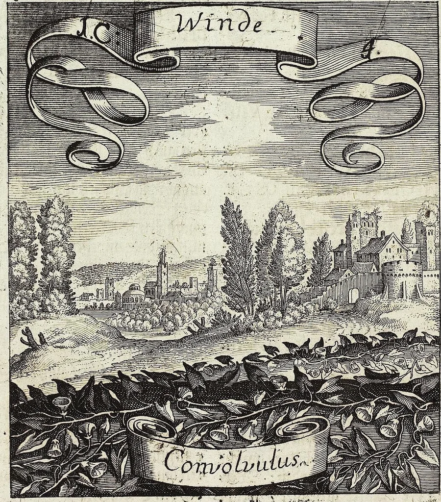 An illustration from Viridarium Reformatum, Seu Regnum Vegetabile, Das ist: Neu-eingerichtetes und Vollständiges Kräuter-Buch: Worinnen auff noch nicht geschehene Weise Derer Vegetabilien, als Kräutern, Sträuchen, Bäumen, Bluhmen und anderer Erd-Gewachsen Art, Krafft und Würckung dergestalt beschrieben werden, daß man dieses Werck statt einer Botanischen Bibliothec haben ... kan, 1719, leaf 38