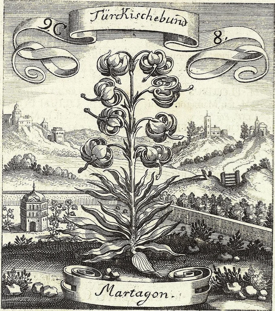 An illustration from Viridarium Reformatum, Seu Regnum Vegetabile, Das ist: Neu-eingerichtetes und Vollständiges Kräuter-Buch: Worinnen auff noch nicht geschehene Weise Derer Vegetabilien, als Kräutern, Sträuchen, Bäumen, Bluhmen und anderer Erd-Gewachsen Art, Krafft und Würckung dergestalt beschrieben werden, daß man dieses Werck statt einer Botanischen Bibliothec haben ... kan, 1719, leaf 385
