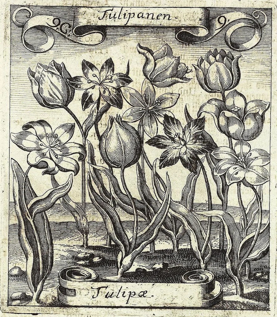 An illustration from Viridarium Reformatum, Seu Regnum Vegetabile, Das ist: Neu-eingerichtetes und Vollständiges Kräuter-Buch: Worinnen auff noch nicht geschehene Weise Derer Vegetabilien, als Kräutern, Sträuchen, Bäumen, Bluhmen und anderer Erd-Gewachsen Art, Krafft und Würckung dergestalt beschrieben werden, daß man dieses Werck statt einer Botanischen Bibliothec haben ... kan, 1719, leaf 387