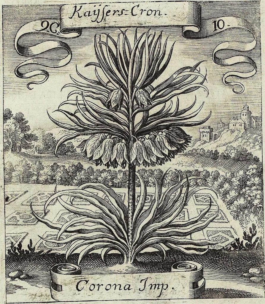 An illustration from Viridarium Reformatum, Seu Regnum Vegetabile, Das ist: Neu-eingerichtetes und Vollständiges Kräuter-Buch: Worinnen auff noch nicht geschehene Weise Derer Vegetabilien, als Kräutern, Sträuchen, Bäumen, Bluhmen und anderer Erd-Gewachsen Art, Krafft und Würckung dergestalt beschrieben werden, daß man dieses Werck statt einer Botanischen Bibliothec haben ... kan, 1719, leaf 392