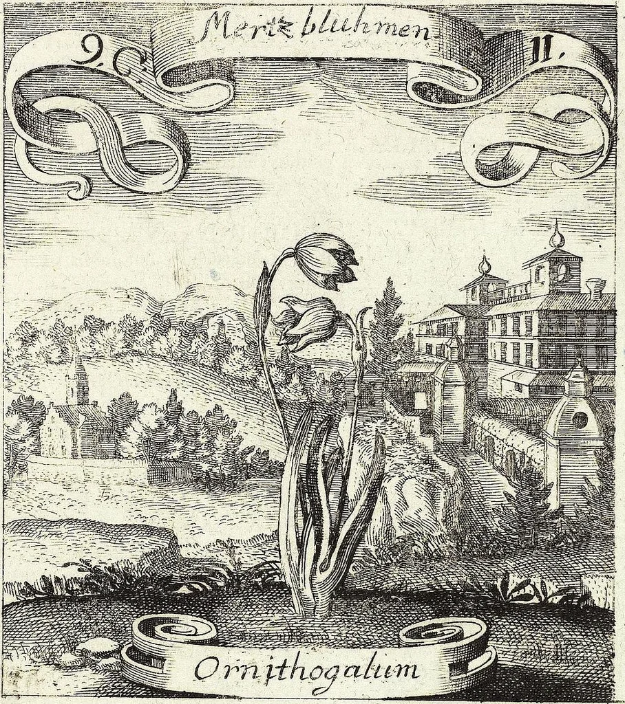 An illustration from Viridarium Reformatum, Seu Regnum Vegetabile, Das ist: Neu-eingerichtetes und Vollständiges Kräuter-Buch: Worinnen auff noch nicht geschehene Weise Derer Vegetabilien, als Kräutern, Sträuchen, Bäumen, Bluhmen und anderer Erd-Gewachsen Art, Krafft und Würckung dergestalt beschrieben werden, daß man dieses Werck statt einer Botanischen Bibliothec haben ... kan, 1719, leaf 395