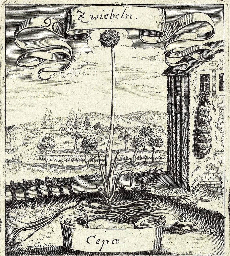 An illustration from Viridarium Reformatum, Seu Regnum Vegetabile, Das ist: Neu-eingerichtetes und Vollständiges Kräuter-Buch: Worinnen auff noch nicht geschehene Weise Derer Vegetabilien, als Kräutern, Sträuchen, Bäumen, Bluhmen und anderer Erd-Gewachsen Art, Krafft und Würckung dergestalt beschrieben werden, daß man dieses Werck statt einer Botanischen Bibliothec haben ... kan, 1719, leaf 397