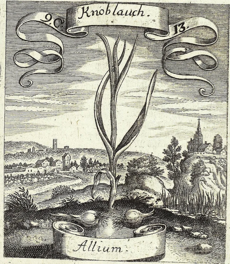 An illustration from Viridarium Reformatum, Seu Regnum Vegetabile, Das ist: Neu-eingerichtetes und Vollständiges Kräuter-Buch: Worinnen auff noch nicht geschehene Weise Derer Vegetabilien, als Kräutern, Sträuchen, Bäumen, Bluhmen und anderer Erd-Gewachsen Art, Krafft und Würckung dergestalt beschrieben werden, daß man dieses Werck statt einer Botanischen Bibliothec haben ... kan, 1719, leaf 399