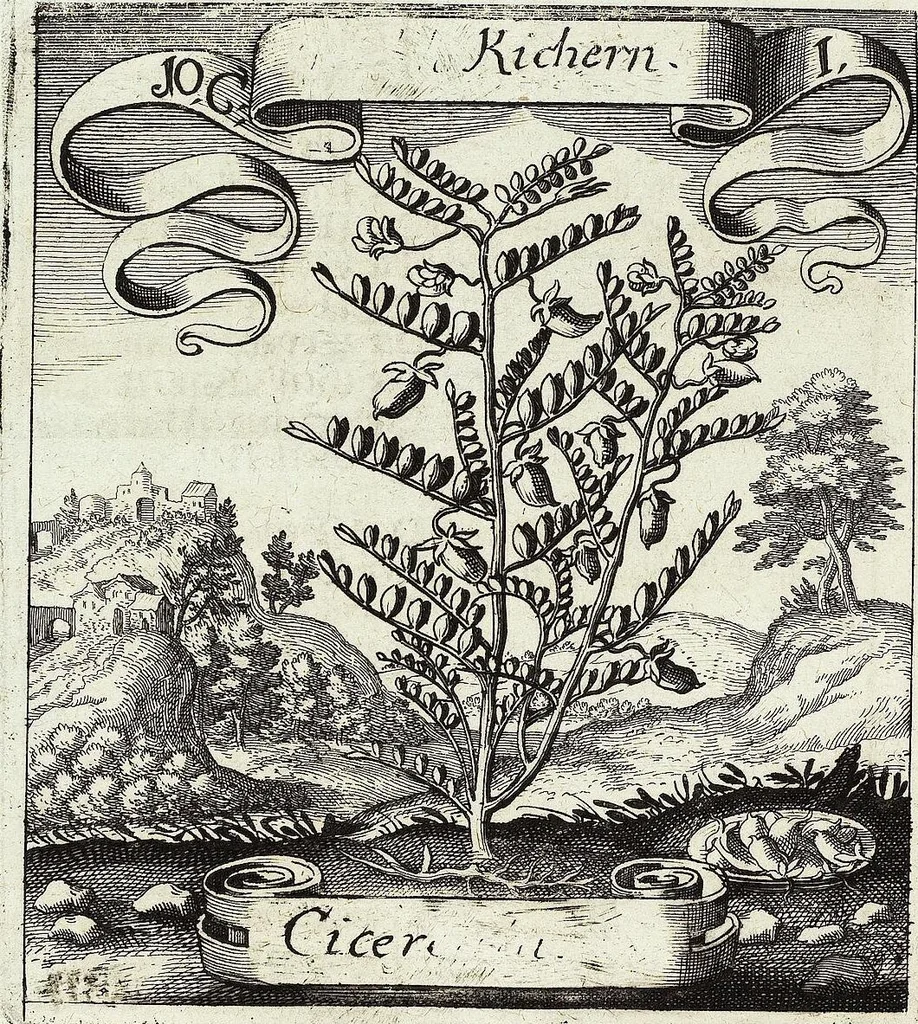 An illustration from Viridarium Reformatum, Seu Regnum Vegetabile, Das ist: Neu-eingerichtetes und Vollständiges Kräuter-Buch: Worinnen auff noch nicht geschehene Weise Derer Vegetabilien, als Kräutern, Sträuchen, Bäumen, Bluhmen und anderer Erd-Gewachsen Art, Krafft und Würckung dergestalt beschrieben werden, daß man dieses Werck statt einer Botanischen Bibliothec haben ... kan, 1719, leaf 404