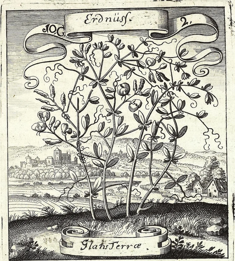 An illustration from Viridarium Reformatum, Seu Regnum Vegetabile, Das ist: Neu-eingerichtetes und Vollständiges Kräuter-Buch: Worinnen auff noch nicht geschehene Weise Derer Vegetabilien, als Kräutern, Sträuchen, Bäumen, Bluhmen und anderer Erd-Gewachsen Art, Krafft und Würckung dergestalt beschrieben werden, daß man dieses Werck statt einer Botanischen Bibliothec haben ... kan, 1719, leaf 407