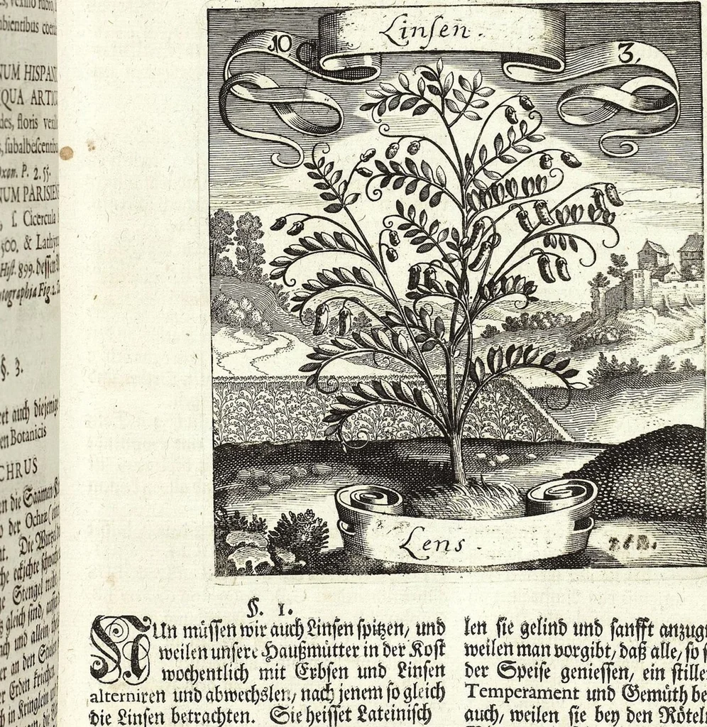 An illustration from Viridarium Reformatum, Seu Regnum Vegetabile, Das ist: Neu-eingerichtetes und Vollständiges Kräuter-Buch: Worinnen auff noch nicht geschehene Weise Derer Vegetabilien, als Kräutern, Sträuchen, Bäumen, Bluhmen und anderer Erd-Gewachsen Art, Krafft und Würckung dergestalt beschrieben werden, daß man dieses Werck statt einer Botanischen Bibliothec haben ... kan, 1719, leaf 409