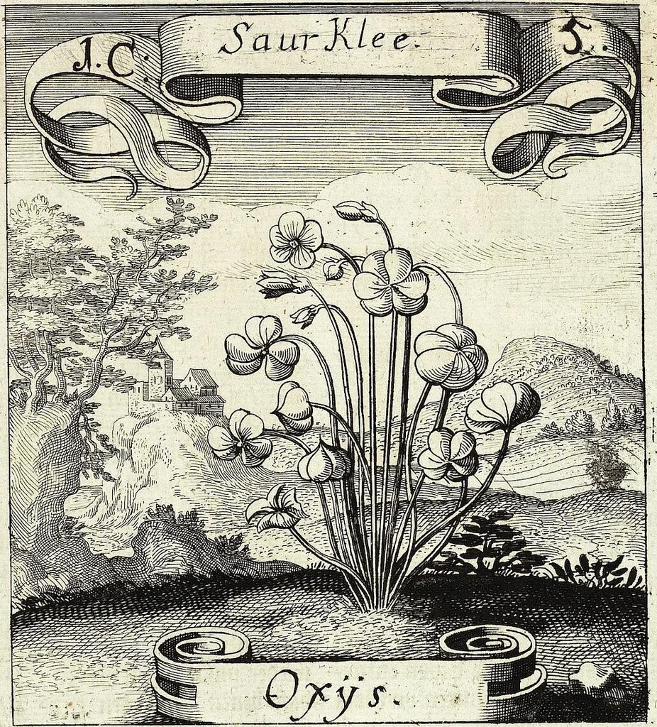An illustration from Viridarium Reformatum, Seu Regnum Vegetabile, Das ist: Neu-eingerichtetes und Vollständiges Kräuter-Buch: Worinnen auff noch nicht geschehene Weise Derer Vegetabilien, als Kräutern, Sträuchen, Bäumen, Bluhmen und anderer Erd-Gewachsen Art, Krafft und Würckung dergestalt beschrieben werden, daß man dieses Werck statt einer Botanischen Bibliothec haben ... kan, 1719, leaf 41