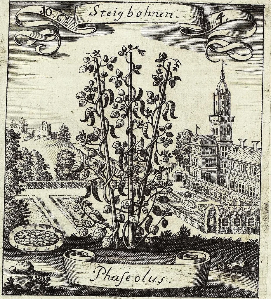 An illustration from Viridarium Reformatum, Seu Regnum Vegetabile, Das ist: Neu-eingerichtetes und Vollständiges Kräuter-Buch: Worinnen auff noch nicht geschehene Weise Derer Vegetabilien, als Kräutern, Sträuchen, Bäumen, Bluhmen und anderer Erd-Gewachsen Art, Krafft und Würckung dergestalt beschrieben werden, daß man dieses Werck statt einer Botanischen Bibliothec haben ... kan, 1719, leaf 412