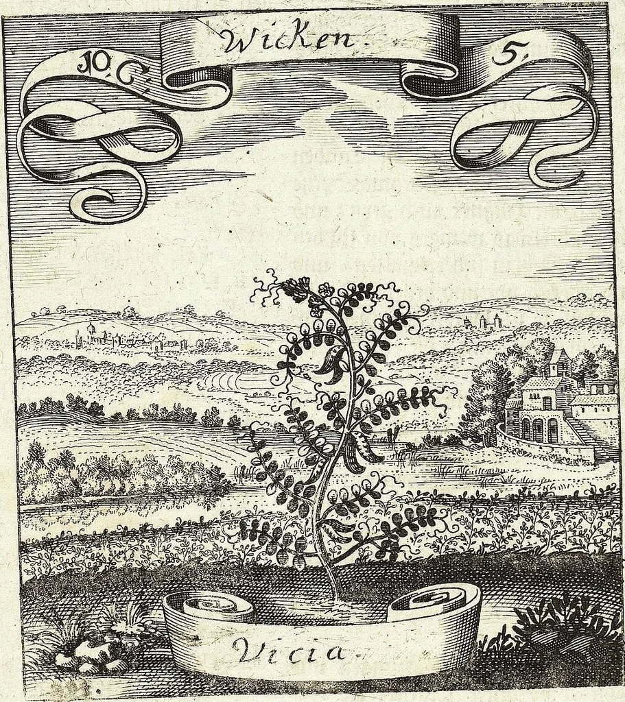 An illustration from Viridarium Reformatum, Seu Regnum Vegetabile, Das ist: Neu-eingerichtetes und Vollständiges Kräuter-Buch: Worinnen auff noch nicht geschehene Weise Derer Vegetabilien, als Kräutern, Sträuchen, Bäumen, Bluhmen und anderer Erd-Gewachsen Art, Krafft und Würckung dergestalt beschrieben werden, daß man dieses Werck statt einer Botanischen Bibliothec haben ... kan, 1719, leaf 415