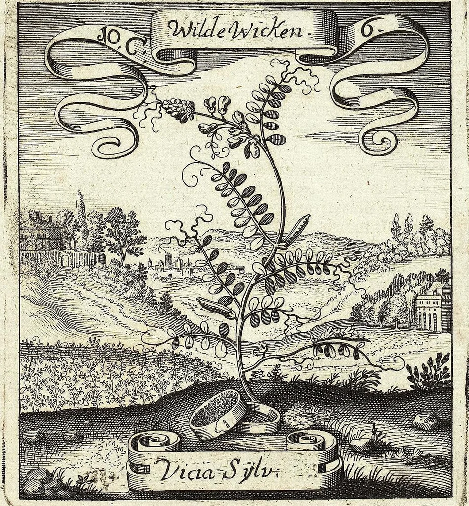 An illustration from Viridarium Reformatum, Seu Regnum Vegetabile, Das ist: Neu-eingerichtetes und Vollständiges Kräuter-Buch: Worinnen auff noch nicht geschehene Weise Derer Vegetabilien, als Kräutern, Sträuchen, Bäumen, Bluhmen und anderer Erd-Gewachsen Art, Krafft und Würckung dergestalt beschrieben werden, daß man dieses Werck statt einer Botanischen Bibliothec haben ... kan, 1719, leaf 417
