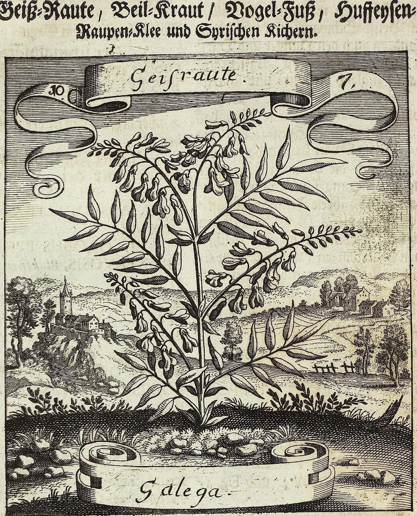 An illustration from Viridarium Reformatum, Seu Regnum Vegetabile, Das ist: Neu-eingerichtetes und Vollständiges Kräuter-Buch: Worinnen auff noch nicht geschehene Weise Derer Vegetabilien, als Kräutern, Sträuchen, Bäumen, Bluhmen und anderer Erd-Gewachsen Art, Krafft und Würckung dergestalt beschrieben werden, daß man dieses Werck statt einer Botanischen Bibliothec haben ... kan, 1719, leaf 420