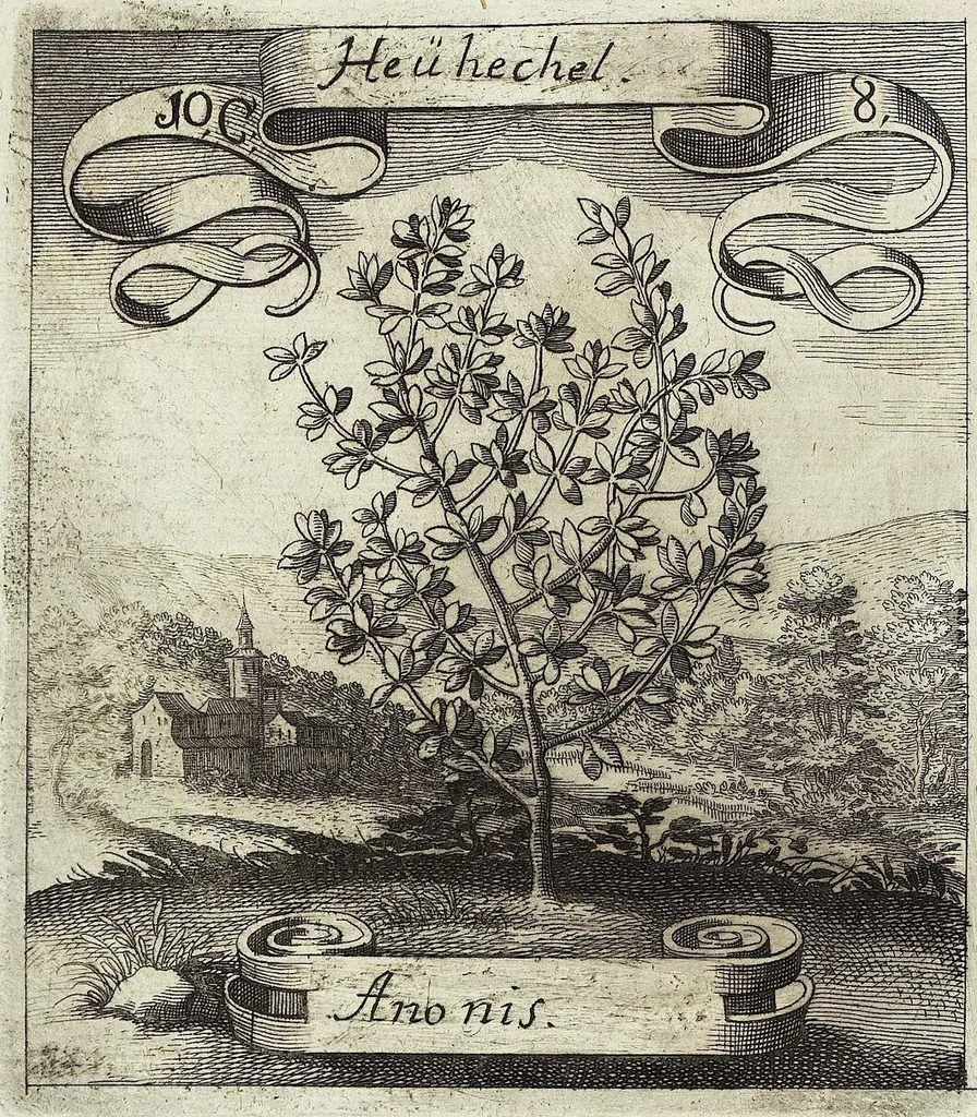 An illustration from Viridarium Reformatum, Seu Regnum Vegetabile, Das ist: Neu-eingerichtetes und Vollständiges Kräuter-Buch: Worinnen auff noch nicht geschehene Weise Derer Vegetabilien, als Kräutern, Sträuchen, Bäumen, Bluhmen und anderer Erd-Gewachsen Art, Krafft und Würckung dergestalt beschrieben werden, daß man dieses Werck statt einer Botanischen Bibliothec haben ... kan, 1719, leaf 424