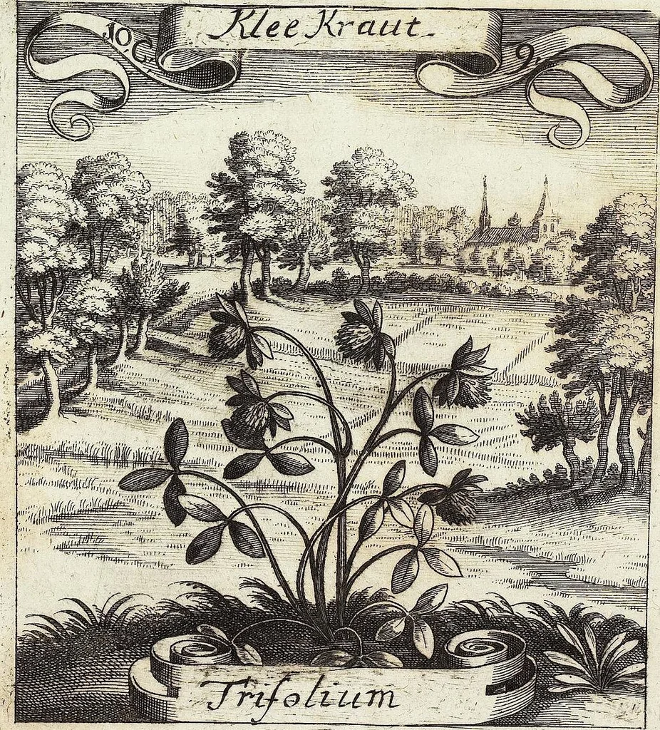 An illustration from Viridarium Reformatum, Seu Regnum Vegetabile, Das ist: Neu-eingerichtetes und Vollständiges Kräuter-Buch: Worinnen auff noch nicht geschehene Weise Derer Vegetabilien, als Kräutern, Sträuchen, Bäumen, Bluhmen und anderer Erd-Gewachsen Art, Krafft und Würckung dergestalt beschrieben werden, daß man dieses Werck statt einer Botanischen Bibliothec haben ... kan, 1719, leaf 426