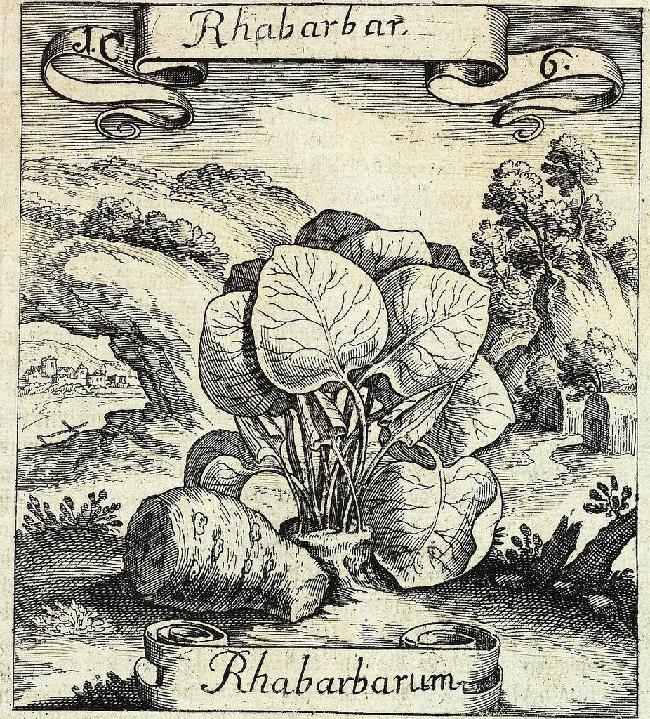 An illustration from Viridarium Reformatum, Seu Regnum Vegetabile, Das ist: Neu-eingerichtetes und Vollständiges Kräuter-Buch: Worinnen auff noch nicht geschehene Weise Derer Vegetabilien, als Kräutern, Sträuchen, Bäumen, Bluhmen und anderer Erd-Gewachsen Art, Krafft und Würckung dergestalt beschrieben werden, daß man dieses Werck statt einer Botanischen Bibliothec haben ... kan, 1719, leaf 43