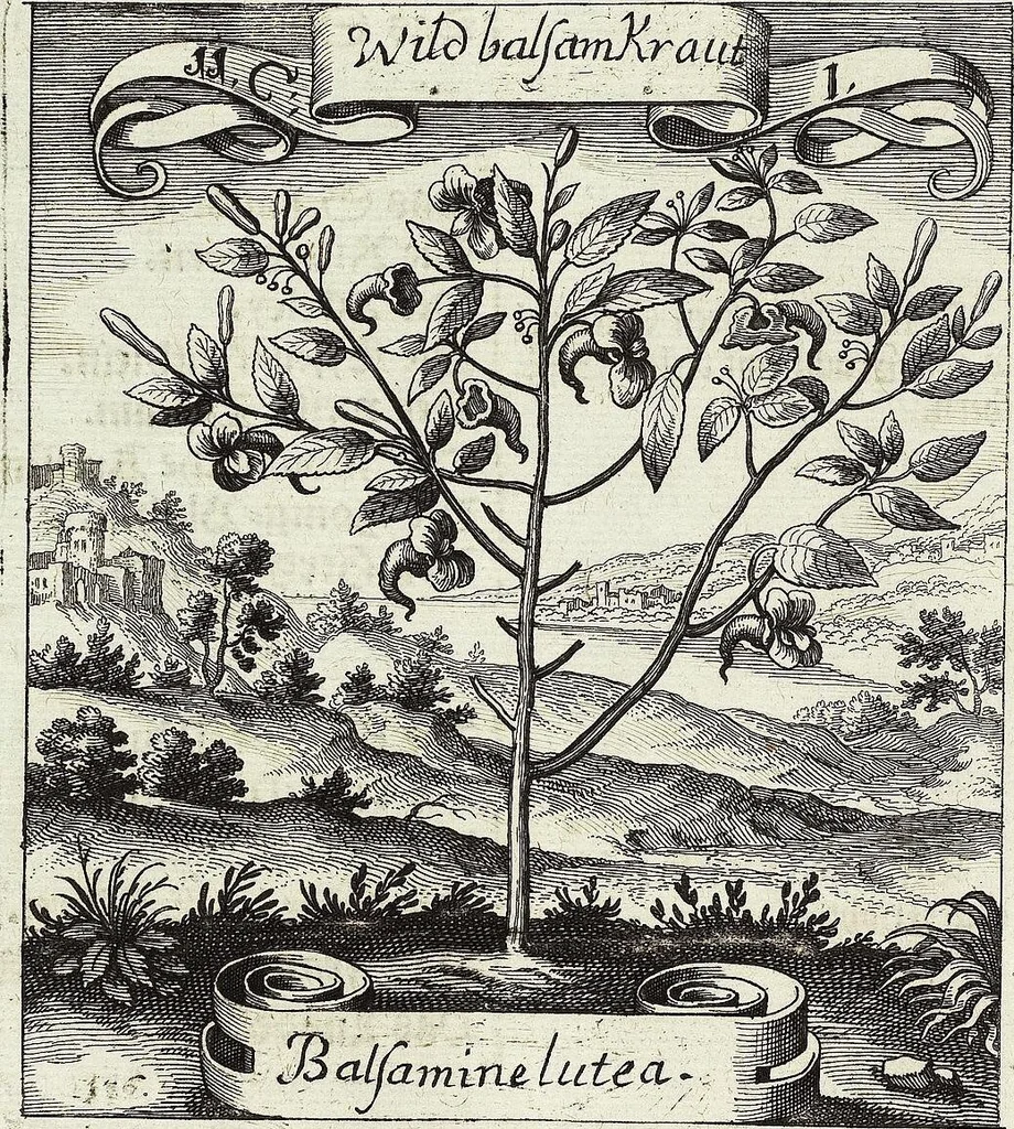 An illustration from Viridarium Reformatum, Seu Regnum Vegetabile, Das ist: Neu-eingerichtetes und Vollständiges Kräuter-Buch: Worinnen auff noch nicht geschehene Weise Derer Vegetabilien, als Kräutern, Sträuchen, Bäumen, Bluhmen und anderer Erd-Gewachsen Art, Krafft und Würckung dergestalt beschrieben werden, daß man dieses Werck statt einer Botanischen Bibliothec haben ... kan, 1719, leaf 434