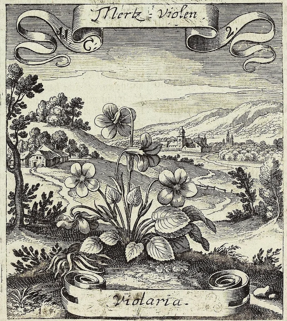 An illustration from Viridarium Reformatum, Seu Regnum Vegetabile, Das ist: Neu-eingerichtetes und Vollständiges Kräuter-Buch: Worinnen auff noch nicht geschehene Weise Derer Vegetabilien, als Kräutern, Sträuchen, Bäumen, Bluhmen und anderer Erd-Gewachsen Art, Krafft und Würckung dergestalt beschrieben werden, daß man dieses Werck statt einer Botanischen Bibliothec haben ... kan, 1719, leaf 436