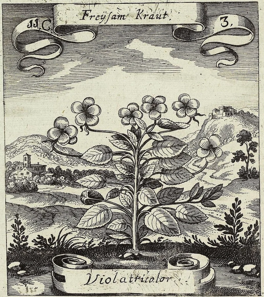 An illustration from Viridarium Reformatum, Seu Regnum Vegetabile, Das ist: Neu-eingerichtetes und Vollständiges Kräuter-Buch: Worinnen auff noch nicht geschehene Weise Derer Vegetabilien, als Kräutern, Sträuchen, Bäumen, Bluhmen und anderer Erd-Gewachsen Art, Krafft und Würckung dergestalt beschrieben werden, daß man dieses Werck statt einer Botanischen Bibliothec haben ... kan, 1719, leaf 438