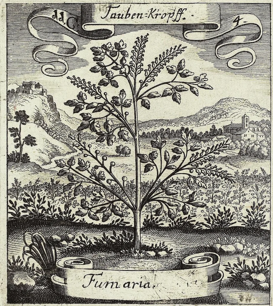An illustration from Viridarium Reformatum, Seu Regnum Vegetabile, Das ist: Neu-eingerichtetes und Vollständiges Kräuter-Buch: Worinnen auff noch nicht geschehene Weise Derer Vegetabilien, als Kräutern, Sträuchen, Bäumen, Bluhmen und anderer Erd-Gewachsen Art, Krafft und Würckung dergestalt beschrieben werden, daß man dieses Werck statt einer Botanischen Bibliothec haben ... kan, 1719, leaf 440
