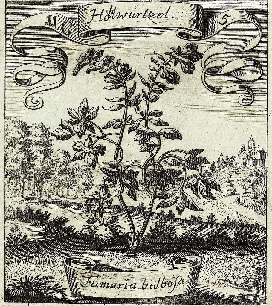An illustration from Viridarium Reformatum, Seu Regnum Vegetabile, Das ist: Neu-eingerichtetes und Vollständiges Kräuter-Buch: Worinnen auff noch nicht geschehene Weise Derer Vegetabilien, als Kräutern, Sträuchen, Bäumen, Bluhmen und anderer Erd-Gewachsen Art, Krafft und Würckung dergestalt beschrieben werden, daß man dieses Werck statt einer Botanischen Bibliothec haben ... kan, 1719, leaf 442