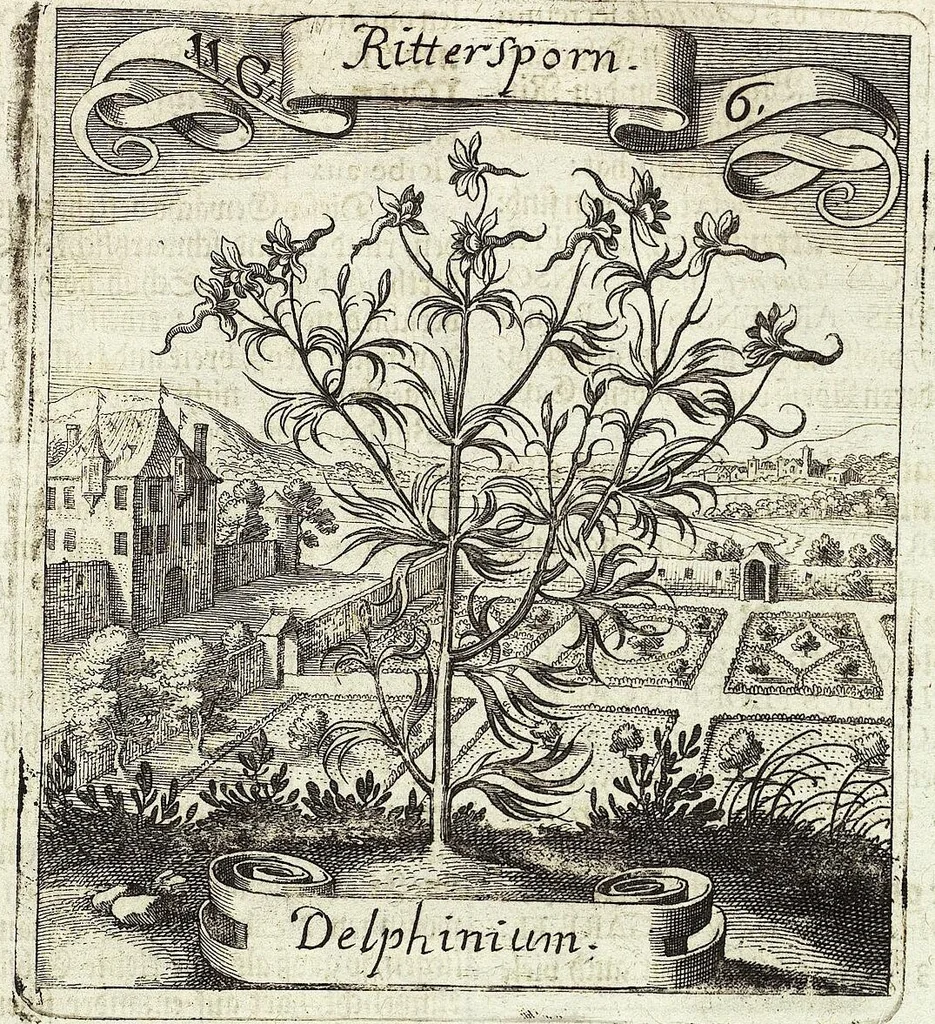 An illustration from Viridarium Reformatum, Seu Regnum Vegetabile, Das ist: Neu-eingerichtetes und Vollständiges Kräuter-Buch: Worinnen auff noch nicht geschehene Weise Derer Vegetabilien, als Kräutern, Sträuchen, Bäumen, Bluhmen und anderer Erd-Gewachsen Art, Krafft und Würckung dergestalt beschrieben werden, daß man dieses Werck statt einer Botanischen Bibliothec haben ... kan, 1719, leaf 445