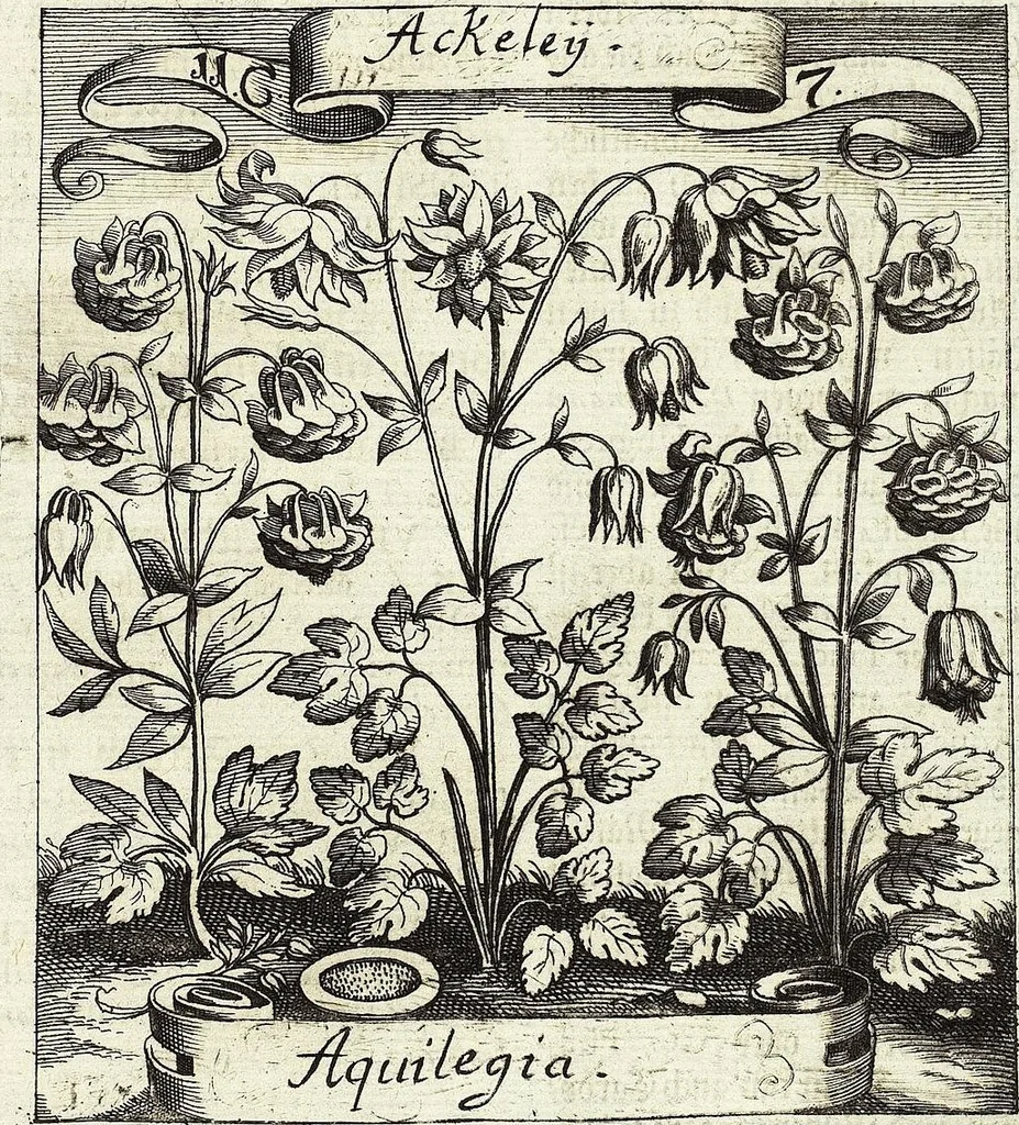 An illustration from Viridarium Reformatum, Seu Regnum Vegetabile, Das ist: Neu-eingerichtetes und Vollständiges Kräuter-Buch: Worinnen auff noch nicht geschehene Weise Derer Vegetabilien, als Kräutern, Sträuchen, Bäumen, Bluhmen und anderer Erd-Gewachsen Art, Krafft und Würckung dergestalt beschrieben werden, daß man dieses Werck statt einer Botanischen Bibliothec haben ... kan, 1719, leaf 447